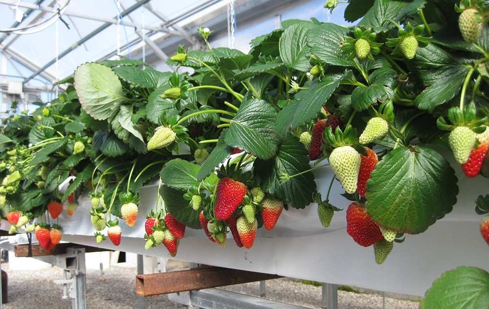 strawberry grow bags